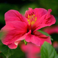 Load image into Gallery viewer, Aloha 'Aina - Hibiscus Passion Body Lotion
